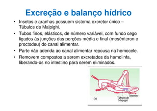 Excreção e balanço hídrico
• Insetos e aranhas possuem sistema excretor único –
Túbulos de Malpighi.
• Tubos finos, elásticos, de número variável, com fundo cego
ligados às junções das porções média e final (mesênteron e
proctodeu) do canal alimentar.
• Parte não aderida ao canal alimentar repousa na hemocele.
• Removem compostos a serem excretados da hemolinfa,
liberando-os no intestino para serem eliminados.
 