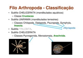 Filo Arthropoda - Classificação
• Subfilo CHELICERATA (mandibulados aquáticos)
– Classe Crustacea
• Subfilo UNIRAMIA (mandibulados terrestres)
– Classes Chilopoda, Diplopoda, Pauropoda, Symphyla,
Insecta.
• Subfilo TRILOBITA.
• Subfilo CHELICERATA
– Classes Pycnogonida, Merostomata, Arachnida.
=Myriapoda
 