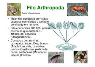 Filo Arthropoda
• Maior filo, composto por ¾ das
espécies conhecidas e também
dominante em número.
• São conhecidas 900.000, porém
estima-se que existem 5 -
10.000.000 espécies
(Odegaard,2000).
• Composto por aranhas,
carrapatos, escorpiões, ácaros
(Arachnida), siris, camarões,
cracas (Crustacea), piolhos de
cobra, centopéias (Miriapoda),
insetos (Insecta).
Grego: pés articulados
 