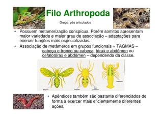 Filo Arthropoda
• Possuem metamerização conspícua. Porém somitos apresentam
maior variedade e maior grau de associação – adaptações para
exercer funções mais especializadas.
• Associação de metâmeros em grupos funcionais = TAGMAS –
cabeça e tronco ou cabeça, tórax e abdômen ou
cefalotórax e abdômen – dependendo da classe.
Grego: pés articulados
• Apêndices também são bastante diferenciados de
forma a exercer mais eficientemente diferentes
ações.
 