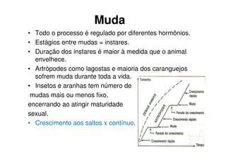 Muda
• Todo o processo é regulado por diferentes hormônios.
• Estágios entre mudas = instares.
• Duração dos instares é maior à medida que o animal
envelhece.
• Artrópodes como lagostas e maioria dos caranguejos
sofrem muda durante toda a vida.
• Insetos e aranhas tem número de
mudas mais ou menos fixo,
encerrando ao atingir maturidade
sexual.
• Crescimento aos saltos x contínuo.
 
