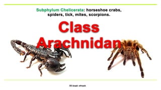 2022 alsaqabi -arthropoda
Subphylum Chelicerata: horseshoe crabs,
spiders, tick, mites, scorpions.
 