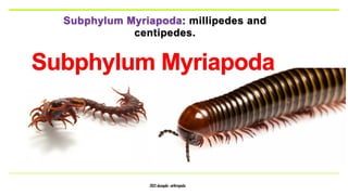 2022 alsaqabi -arthropoda
Subphylum Myriapoda: millipedes and
centipedes.
Subphylum Myriapoda
 