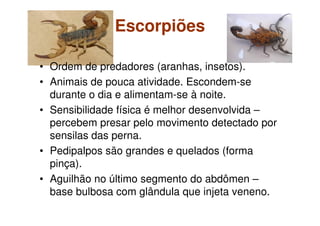 Escorpiões
• Ordem de predadores (aranhas, insetos).
• Animais de pouca atividade. Escondem-se
durante o dia e alimentam-se à noite.
• Sensibilidade física é melhor desenvolvida –
percebem presar pelo movimento detectado por
sensilas das perna.
• Pedipalpos são grandes e quelados (forma
pinça).
• Aguilhão no último segmento do abdômen –
base bulbosa com glândula que injeta veneno.
 
