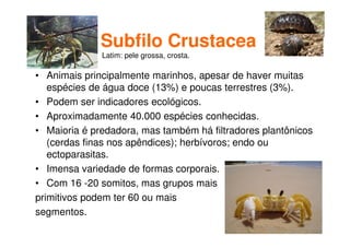 Subfilo Crustacea
• Animais principalmente marinhos, apesar de haver muitas
espécies de água doce (13%) e poucas terrestres (3%).
• Podem ser indicadores ecológicos.
• Aproximadamente 40.000 espécies conhecidas.
• Maioria é predadora, mas também há filtradores plantônicos
(cerdas finas nos apêndices); herbívoros; endo ou
ectoparasitas.
• Imensa variedade de formas corporais.
• Com 16 -20 somitos, mas grupos mais
primitivos podem ter 60 ou mais
segmentos.
Latim: pele grossa, crosta.
 