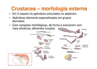 Segunda
maxila
Primeira
maxila
Primeira
maxilípede
Segundo
maxilípede
Tereceiro
maxilípede Urópode
Apêndices
natatórios
Quelípode
Crustacea – morfologia externa
• Em 2 classes há apêndices articulados no abdômen.
• Apêndices altamente especializados em grupos
derivados.
• Com variações morfológicas, de forma a exercerem com
mais eficiência, diferentes funções.
 