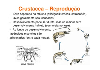 Crustacea – Reprodução
• Sexo separado na maioria (exceções: cracas, ostrácodes).
• Ovos geralmente são incubados.
• Desenvolvimento pode ser direto, mas na maioria tem
desenvolvimento indireto (com metamorfose).
• Ao longo do desenvolvimento,
apêndices e somitos são
adicionados (entre cada muda).
Larva náuplio
 