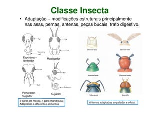 Classe Insecta
• Adaptação – modificações estruturais principalmente
nas asas, pernas, antenas, peças bucais, trato digestivo.
2 pares de maxila, 1 para mandíbula.
Adaptadas a diferentes alimentos
SugadorPerfurador -
Sugador
MastigadorEsponjoso -
lambedor
Antenas adaptadas ao paladar e olfato.
 