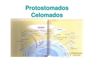 Protostomados
Celomados
 