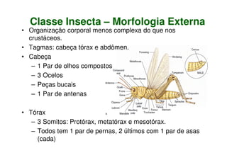 Classe Insecta – Morfologia Externa
• Organização corporal menos complexa do que nos
crustáceos.
• Tagmas: cabeça tórax e abdômen.
• Cabeça
– 1 Par de olhos compostos
– 3 Ocelos
– Peças bucais
– 1 Par de antenas
• Tórax
– 3 Somitos: Protórax, metatórax e mesotórax.
– Todos tem 1 par de pernas, 2 últimos com 1 par de asas
(cada)
 