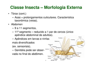 Classe Insecta – Morfologia Externa
• Tórax (cont.)
– Asas = prolongamentos cuticulares. Característica
taxonômica (veias).
• Abdomen
– 9 a 11 segmentos.
– 11º segmento – reduzido a 1 par de cercos (único
apêndice abdominal de adultos).
– Apêndices em larvas e ninfas
mais diversificados
(ex. sensoriais).
– Genitália pode ser obser-
vada no final do abdômen.
 