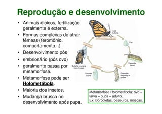Reprodução e desenvolvimento
• Animais dioicos, fertilização
geralmente é externa.
• Formas complexas de atrair
fêmeas (feromônio,
comportamento...).
• Desenvolvimento pós
• embrionário (pós ovo)
• geralmente passa por
metamorfose.
• Metamorfose pode ser
Holometábola.
• Maioria dos insetos.
• Mudança brusca no
desenvolvimento após pupa.
Metamorfose Holometábola: ovo –
larva – pupa – adulto.
Ex. Borboletas, besouros, moscas.
 