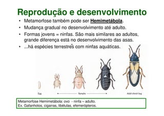 Reprodução e desenvolvimento
• Metamorfose também pode ser Hemimetábola.
• Mudança gradual no desenvolvimento até adulto.
• Formas jovens = ninfas. São mais similares ao adultos,
grande diferença está no desenvolvimento das asas.
• ...há espécies terrestres com ninfas aquáticas.
Metamorfose Hemimetábola: ovo - ninfa – adulto.
Ex. Gafanhotos, cigarras, libélulas, efemerópteros.
 