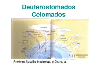 Deuterostomados
Celomados
Próximos filos: Echinodermata e Chordata.
 