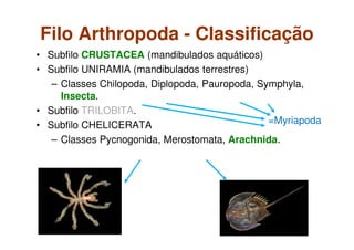 Filo Arthropoda - Classificação
• Subfilo CRUSTACEA (mandibulados aquáticos)
• Subfilo UNIRAMIA (mandibulados terrestres)
– Classes Chilopoda, Diplopoda, Pauropoda, Symphyla,
Insecta.
• Subfilo TRILOBITA.
• Subfilo CHELICERATA
– Classes Pycnogonida, Merostomata, Arachnida.
=Myriapoda
 