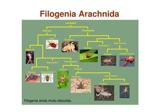 Filogenia Arachnida
Filogenia ainda muito discutida.
 