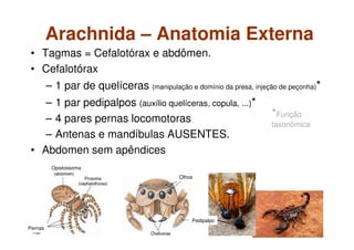 Arachnida – Anatomia Externa
• Tagmas = Cefalotórax e abdômen.
• Cefalotórax
– 1 par de quelíceras (manipulação e domínio da presa, injeção de peçonha)*
– 1 par pedipalpos (auxílio quelíceras, copula, ...)*
– 4 pares pernas locomotoras
– Antenas e mandíbulas AUSENTES.
• Abdomen sem apêndices
Opistossoma
Pernas
Pedipalpo
Olhos
*Função
taxonômica
 