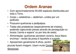 Ordem Aranae
• Com aproximadamente 50.000 espécies distribuídas por
toda a Terra.
• Corpo = cefalotórax + abdômen, unidos por um
pedicelo.
• Possuem quelíceras e pedipalpos.
• Todas são predadoras (especialmente de insetos),
podendo capturando presas através de perseguição ou
tocaia (“senta e espera” ou por teia de seda).
• Alimentação: quelíceras secretam veneno, boca libera
enzimas – tecido da presa é liquefeito e sugado.
• Apresentam geralmente 8 olhos, porém
poucas fazem imagem. Usam muito Cerdas
Sensoriais. Aranha armadeira
 