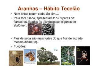 Aranhas – Hábito Tecelão
• Nem todas tecem seda. Se sim....
• Para tecer seda, apresentam 2 ou 3 pares de
fiandeiras, ligadas às glândulas sericígenas do
abdômen.
• Fios de seda são mais fortes do que fios de aço (do
mesmo diâmetro).
• Funções:
Abrigo
Fio
guia
Casulo
para
filhotes
Armazenar presas
“enganar”
presa/predador
 