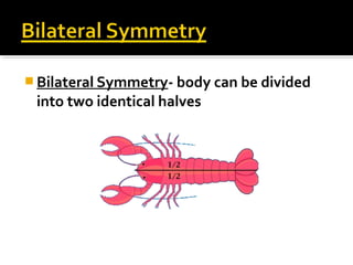  Bilateral Symmetry- body can be divided
into two identical halves
 