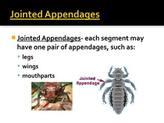  Jointed Appendages- each segment may
have one pair of appendages, such as:
 legs
 wings
 mouthparts
 