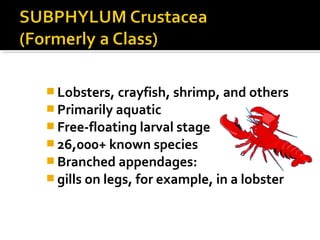  Lobsters, crayfish, shrimp, and others
 Primarily aquatic
 Free-floating larval stage
 26,000+ known species
 Branched appendages:
 gills on legs, for example, in a lobster
 