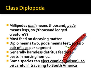  Millipedes milli means thousand, pede
means legs, so ('thousand legged
creature'?)
 Most feed on decaying matter
 Diplo means two, poda means feet, so two
pair of legs per segment
 Generally harmless detritus feeders
 pests in nursing homes.
 Some species can eject cyanide (poison), so
be careful if traveling to South America
 