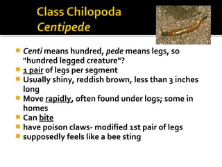  Centi means hundred, pede means legs, so
"hundred legged creature"?
 1 pair of legs per segment
 Usually shiny, reddish brown, less than 3 inches
long
 Move rapidly, often found under logs; some in
homes
 Can bite
 have poison claws- modified 1st pair of legs
 supposedly feels like a bee sting
 