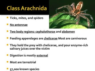  Ticks, mites, and spiders
 No antennae
 Two body regions: cephalothorax and abdomen
 Feeding appendages are chelicerae Most are carnivorous
 They hold the prey with chelicerae, and pour enzyme-rich
salivary juices over the victim
 Digestion is mostly external
 Most are terrestrial
 57,000 known species
 
