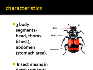 3 body
segments-
head, thorax
(chest),
abdomen
(stomach area).
 Insect means in
 