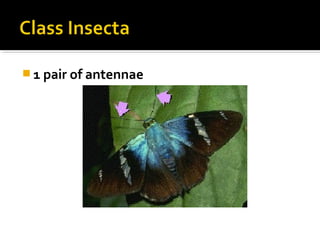  1 pair of antennae
 