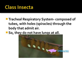  Tracheal Respiratory System- composed of
tubes, with holes (spiracles) through the
body that admit air.
 So, they do not have lungs at all.
 