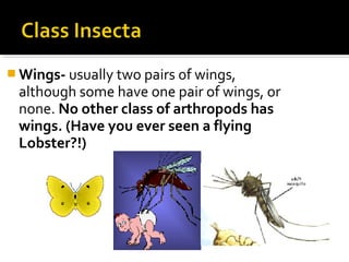  Wings- usually two pairs of wings,
although some have one pair of wings, or
none. No other class of arthropods has
wings. (Have you ever seen a flying
Lobster?!)
 