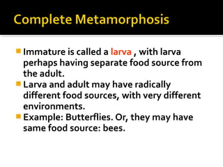  Immature is called a larva , with larva
perhaps having separate food source from
the adult.
 Larva and adult may have radically
different food sources, with very different
environments.
 Example: Butterflies. Or, they may have
same food source: bees.
 
