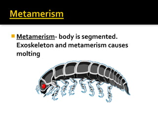  Metamerism- body is segmented.
Exoskeleton and metamerism causes
molting
 
