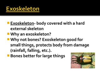  Exoskeleton- body covered with a hard
external skeleton
 Why an exoskeleton?
 Why not bones? Exoskeleton good for
small things, protects body from damage
(rainfall, falling, etc.).
 Bones better for large things
 