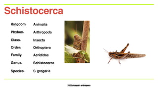 2022 alsaqabi -arthropoda
Kingdom: Animalia
Phylum: Arthropoda
Class: Insecta
Order: Orthoptera
Family: Acrididae
Genus: S...
