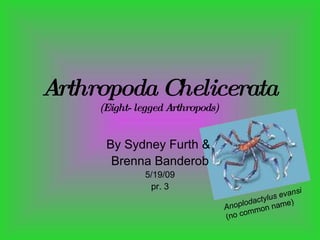 Arthropoda   Chelicerata (Eight- legged Arthropods) By Sydney Furth &  Brenna Banderob 5/19/09 pr. 3 Anoplodactylus evansi   (no common name) 