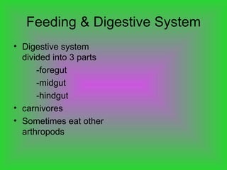 Feeding & Digestive System Digestive system divided into 3 parts -foregut -midgut -hindgut carnivores Sometimes eat other arthropods  