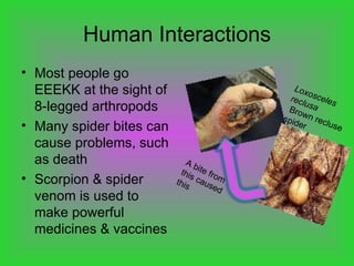 Human Interactions Most people go EEEKK at the sight of 8-legged arthropods Many spider bites can cause problems, such as death Scorpion & spider venom is used to make powerful medicines & vaccines  A bite from this caused this Loxosceles reclusa   Brown recluse spider 