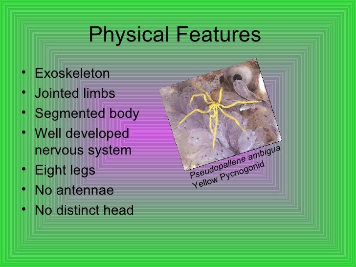 parts of system digestive Chelicerata Arthropoda parts of system digestive Chelicerata Arthropoda