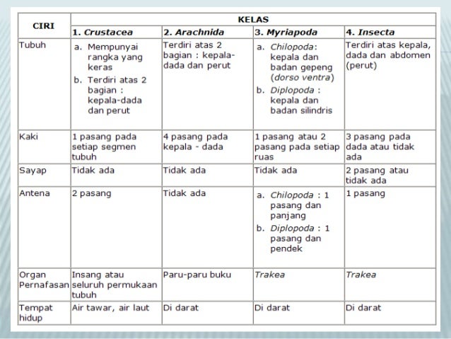 Arthropoda Chinthya Xie