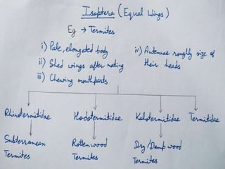 Arthropoda classification | PPTX