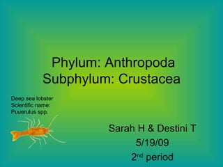 Phylum: Anthropoda Subphylum: Crustacea Sarah H & Destini T 5/19/09 2 nd  period Deep sea lobster Scientific name: Puuerulus spp.  