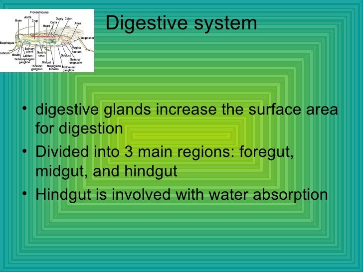 Arthropoda Crustacea