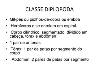 CLASSE DIPLOPODA
• Mil-pés ou piolhos-de-cobra ou emboá
• Herbívoros e se enrolam em espiral.
• Corpo cilíndrico, segmentado, dividido em
  cabeça, tórax e abdômen
• 1 par de antenas
• Tórax: 1 par de patas por segmento do
  corpo
•   Abdômen: 2 pares de patas por segmento
 