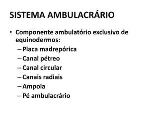 SISTEMA AMBULACRÁRIO
• Componente ambulatório exclusivo de
  equinodermos:
   – Placa madrepórica
   – Canal pétreo
   – Canal circular
   – Canais radiais
   – Ampola
   – Pé ambulacrário
 