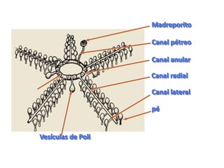 Madreporito

                    Canal pétreo

                    Canal anular

                    Canal radial

                    Canal lateral

                    pé


Vesículas de Poli
 