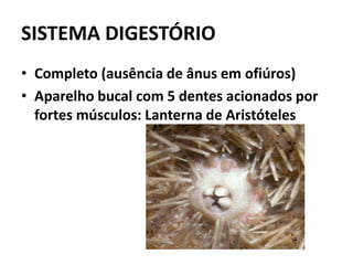 SISTEMA DIGESTÓRIO
• Completo (ausência de ânus em ofiúros)
• Aparelho bucal com 5 dentes acionados por
  fortes músculos: Lanterna de Aristóteles
 