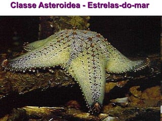 Classe Asteroidea - Estrelas-do-mar
 